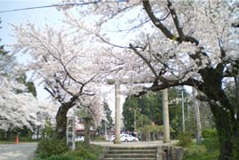 月岡公園の桜