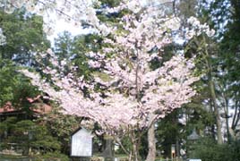 土岐桜の写真