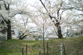 沢庵桜の写真