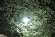 夜桜花見の写真