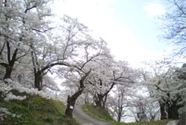 舞鶴山の桜