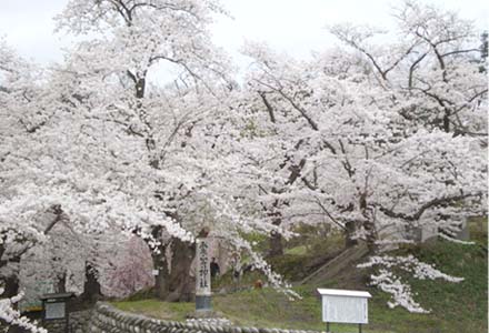 愛宕神社入口の桜