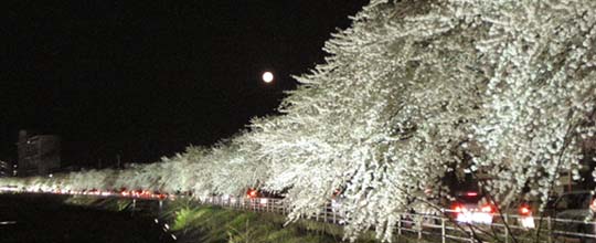 馬見ヶ崎ラインの夜桜