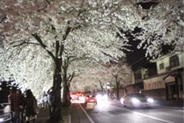 夜桜の写真１