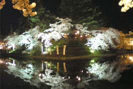 米沢城の堀の夜桜