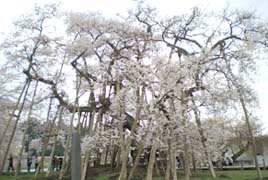 伊佐沢の桜