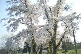 種まき桜
