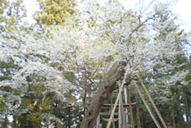 八乙女種まき桜