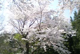 中央上りの桜