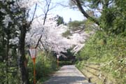 桜の写真２