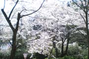 桜の写真４