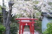 桜の写真５
