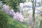 桜の写真６