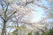 桜の写真１