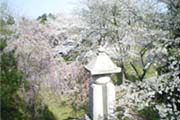 桜の写真３