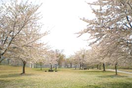 直江堤公園の桜
