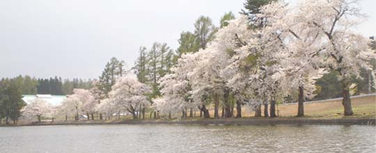徳良湖の桜
