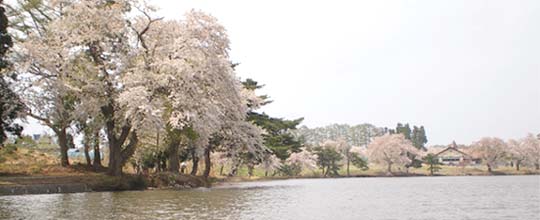 徳良湖の花見