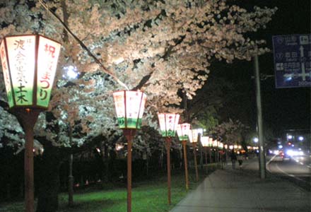 鶴岡公園の夜桜