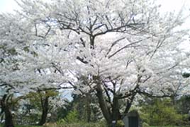 斉藤茂吉記念館の桜