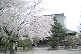 専称寺の桜