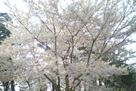 久保桜