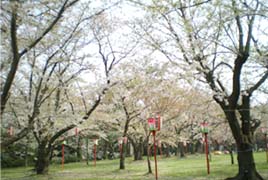 楯山公園の桜