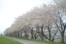 赤川堤桜並木