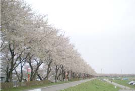 赤川堤桜並木の花見