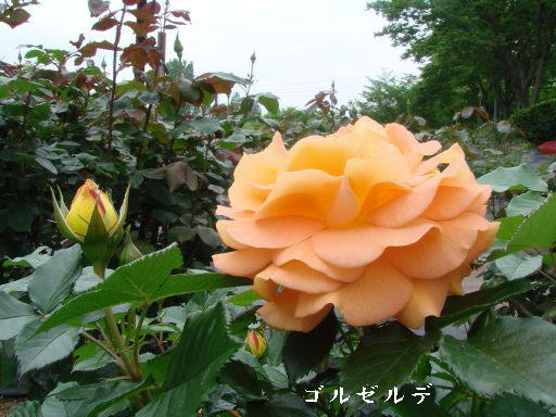 薔薇４