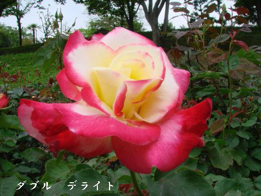 薔薇６