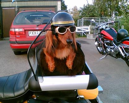 犬とツーリングに行きたい そんな方に犬専用バイクヘルメット おもしろ動物園